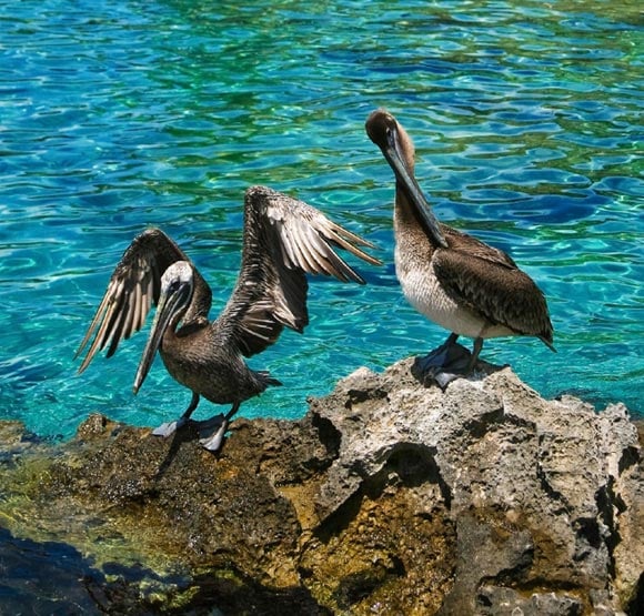 El Salado estuary in Puerto Vallarta